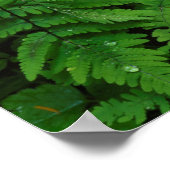 Bracken fern met regendruppels, staat Washington Poster (Hoek)