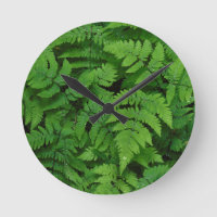 Bracken fern met regendruppels, staat Washington