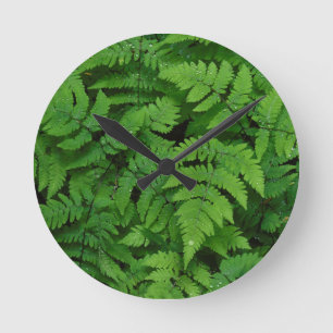 Bracken fern met regendruppels, staat Washington Ronde Klok