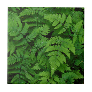 Bracken fern met regendruppels, staat Washington Tegeltje