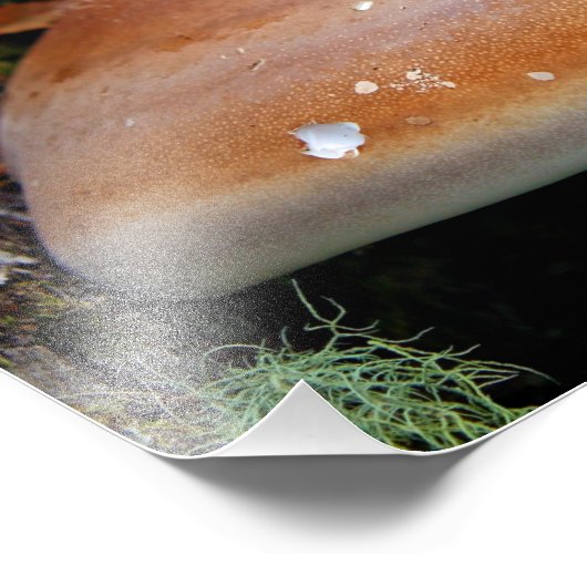 Bracketschimmel Foto Afdruk (Hoek)