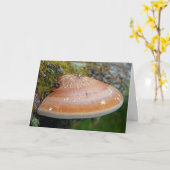 Bracketschimmel Kaart (Gele Bloem)