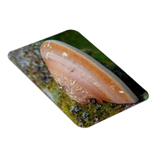 Bracketschimmel Magneet (Rechterzijde)