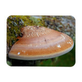 Bracketschimmel Magneet (Horizontaal)