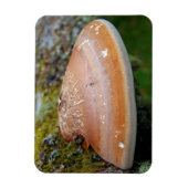 Bracketschimmel Magneet (Verticaal)