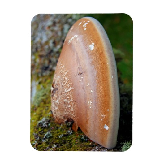 Bracketschimmel Magneet (Verticaal)