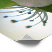 Bradford Pear Bloom Poster (Hoek)