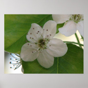Bradford Pear Bloom Poster