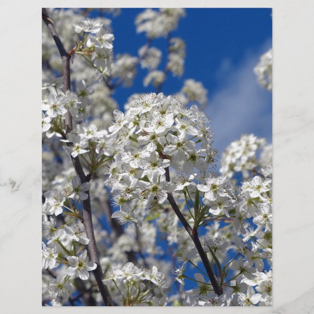 Bradford Pear Blooms (Voorkant)