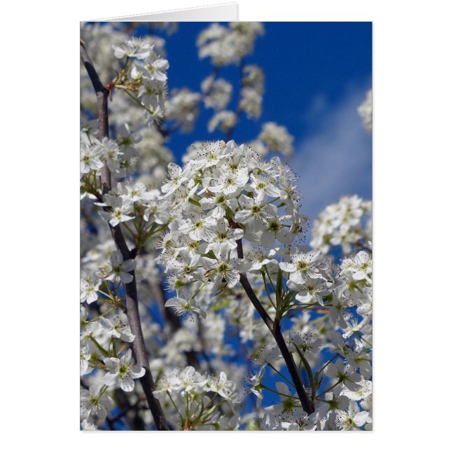 Bradford Pear Blooms (Voorkant)