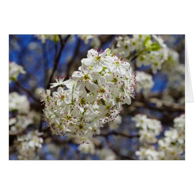 Bradford Pear Blooms (Voorkant Horizontaal)