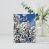 Bradford Pear Blooms Briefkaart (Staand voorkant)