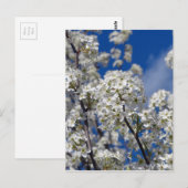 Bradford Pear Blooms Briefkaart (Voorkant / Achterkant)