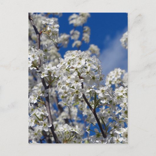 Bradford Pear Blooms Briefkaart (Voorkant)