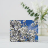 Bradford Pear Blooms Briefkaart (Staand voorkant)