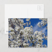 Bradford Pear Blooms Briefkaart (Voorkant / Achterkant)