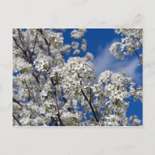 Bradford Pear Blooms Briefkaart (Voorkant)