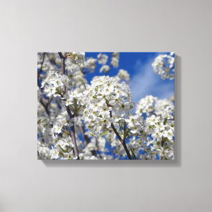 Bradford Pear Blooms Canvas Afdruk