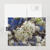 Bradford Pear Blooms die denken aan je Briefkaart (Voorkant / Achterkant)