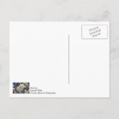 Bradford Pear Blooms die denken aan je Briefkaart (Achterkant)