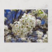 Bradford Pear Blooms die denken aan je Briefkaart (Voorkant)