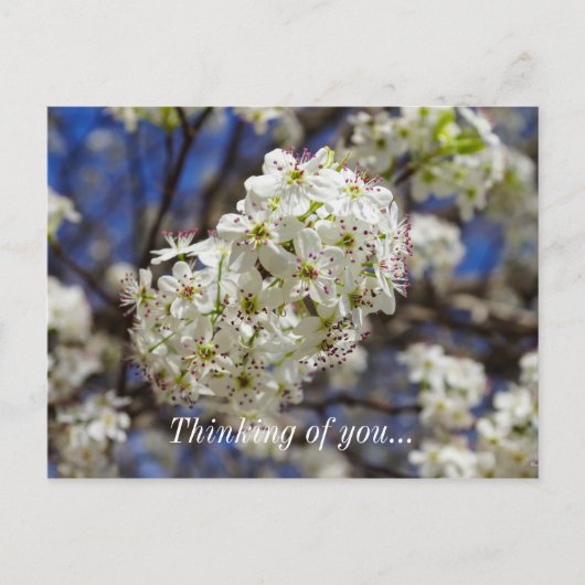 Bradford Pear Blooms die denken aan je Briefkaart (Voorkant)
