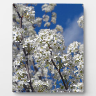 Bradford Pear Blooms Fotoplaat