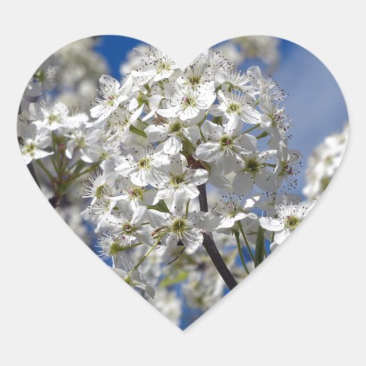 Bradford Pear Blooms Hart Sticker (Voorkant)