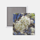 Bradford Pear Blooms Magneet (Voorkant / Achterkant)