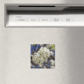 Bradford Pear Blooms Magneet (Insitu (Vaatwasser))