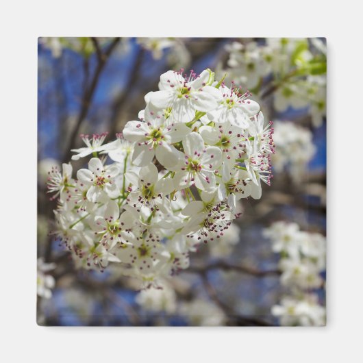 Bradford Pear Blooms Magneet (Voorkant)