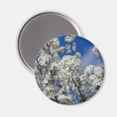 Bradford Pear Blooms Magneet (Voorkant / Achterkant)