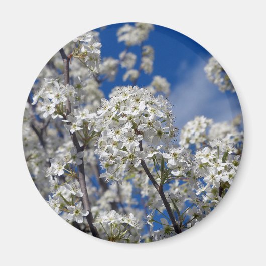 Bradford Pear Blooms Magneet (Voorkant)