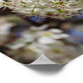 Bradford Pear Blooms Poster (Hoek)