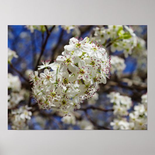 Bradford Pear Blooms Poster (Voorkant)