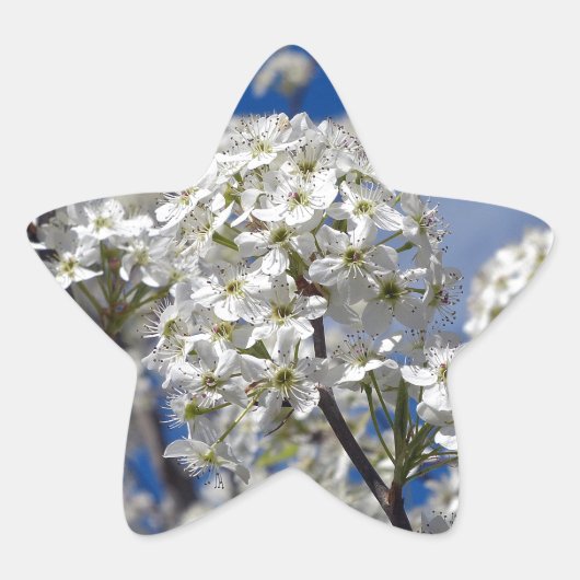 Bradford Pear Blooms Ster Sticker (Voorkant)