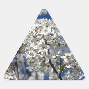 Bradford Pear Blooms Sticker