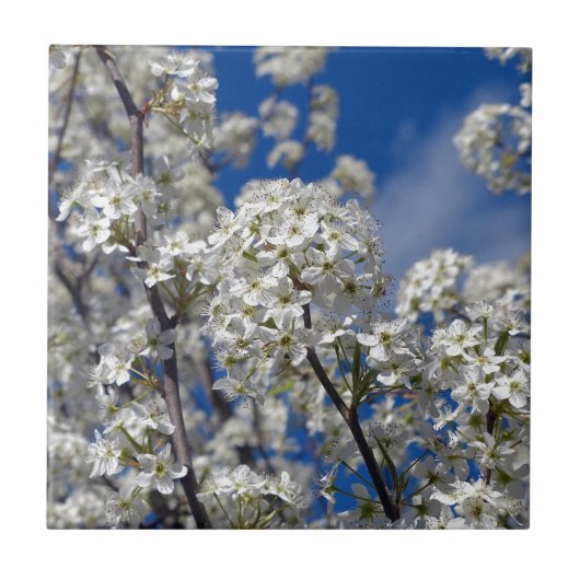 Bradford Pear Blooms Tegeltje (Voorkant)