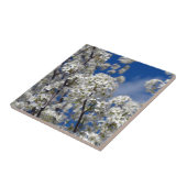 Bradford Pear Blooms Tegeltje (Zijkant)
