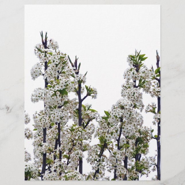 Bradford Pear Blossom (Voorkant)