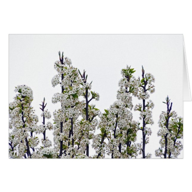 Bradford Pear Blossom (Voorkant Horizontaal)