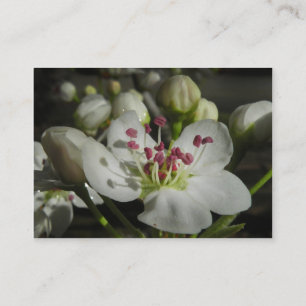 Bradford Pear Blossom ATC-fotokaart Visitekaartje