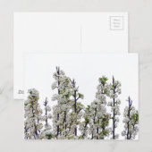 Bradford Pear Blossom Briefkaart (Voorkant / Achterkant)
