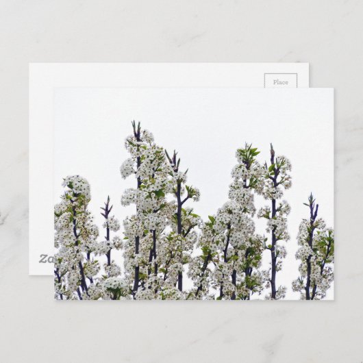 Bradford Pear Blossom Briefkaart (Voorkant / Achterkant)