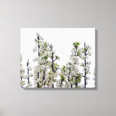 Bradford Pear Blossom Canvas Afdruk (Voorkant)