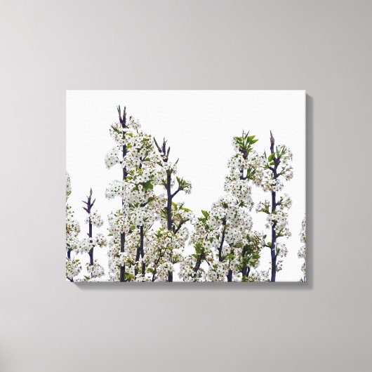 Bradford Pear Blossom Canvas Afdruk (Voorkant)