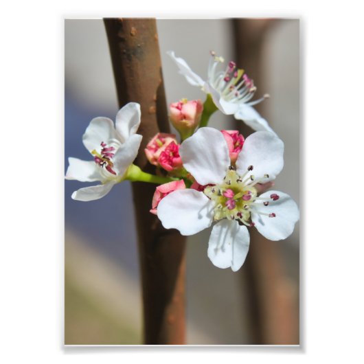 Bradford Pear blossom Foto Afdruk (Voorkant)
