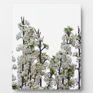Bradford Pear Blossom Fotoplaat