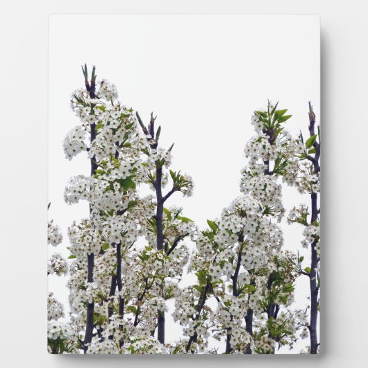 Bradford Pear Blossom Fotoplaat (Voorkant)