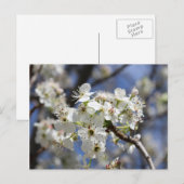 BRADFORD PEAR BLOSSOMS BRIEFKAART (Voorkant / Achterkant)